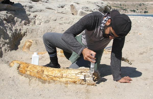 Kayseri'de 7,5 milyon yıllık iki fosil daha bulundu