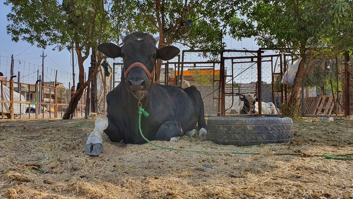 Irak'ta kurban hareketsizliği