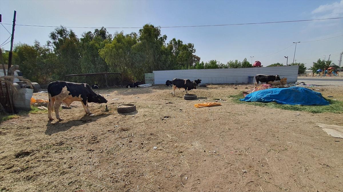 Irak'ta kurban hareketsizliği