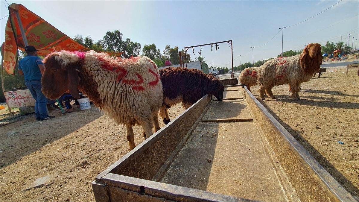 Irak'ta kurban hareketsizliği