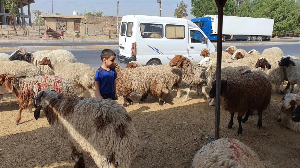 Irak'ta kurban hareketsizliği