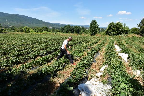 Kaz Dağları'ndaki çöplük alan, çevreyi tehdit ediyor
