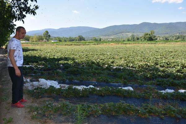 Kaz Dağları'ndaki çöplük alan, çevreyi tehdit ediyor