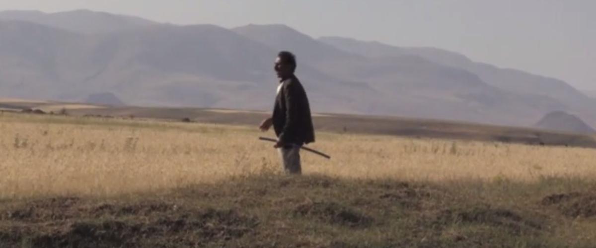 Ağrı'da 50 küçükbaş kurbanlık, ahırdan kaçtı