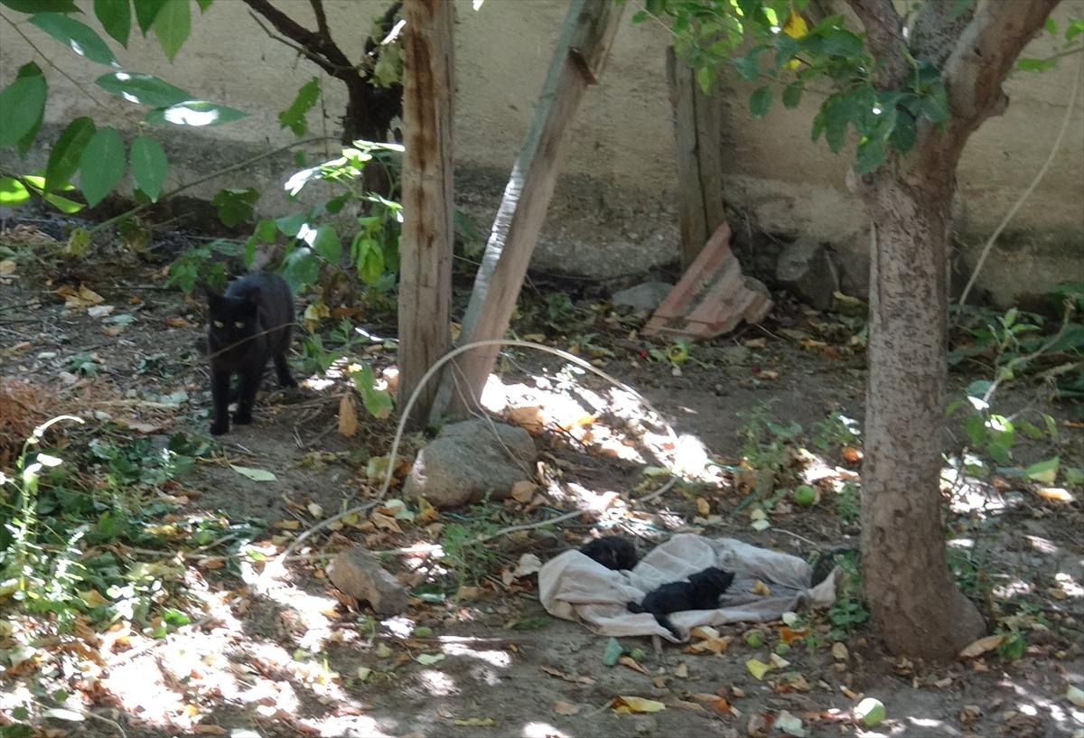 Yangında mahsur kalan kedi yavruları kurtarıldı