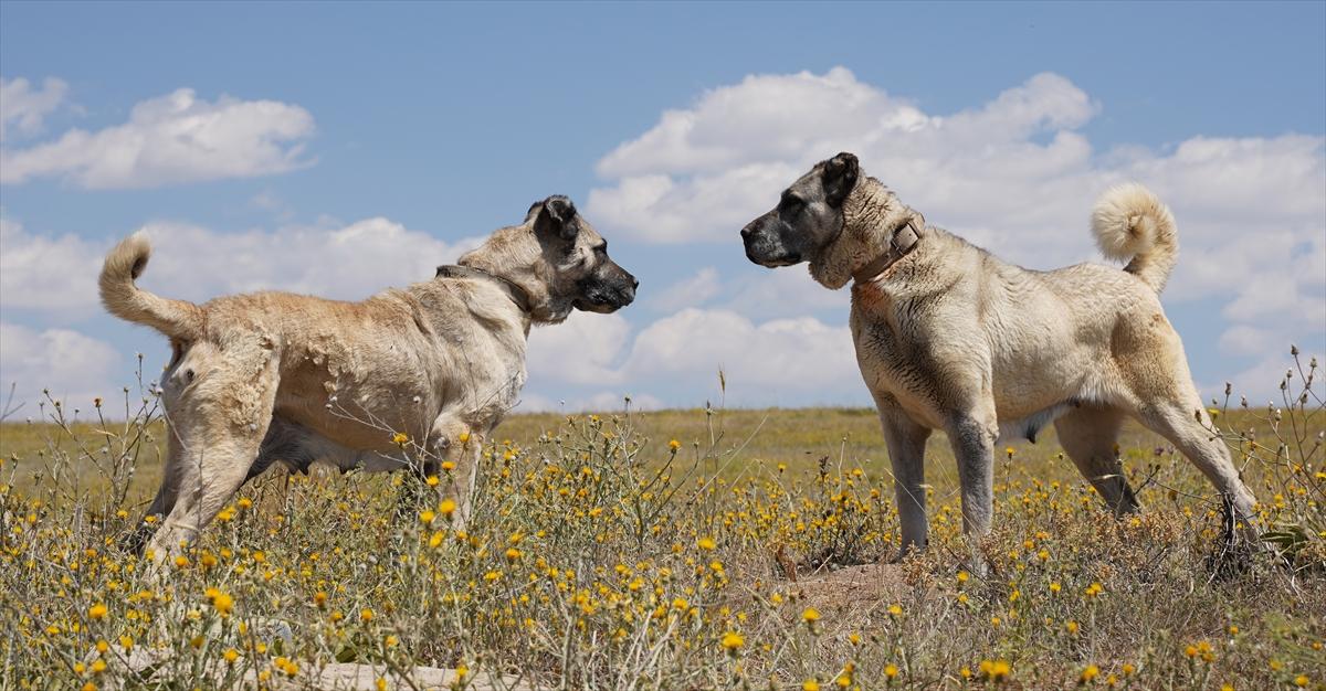 Kangal köpeklerine çipli takip