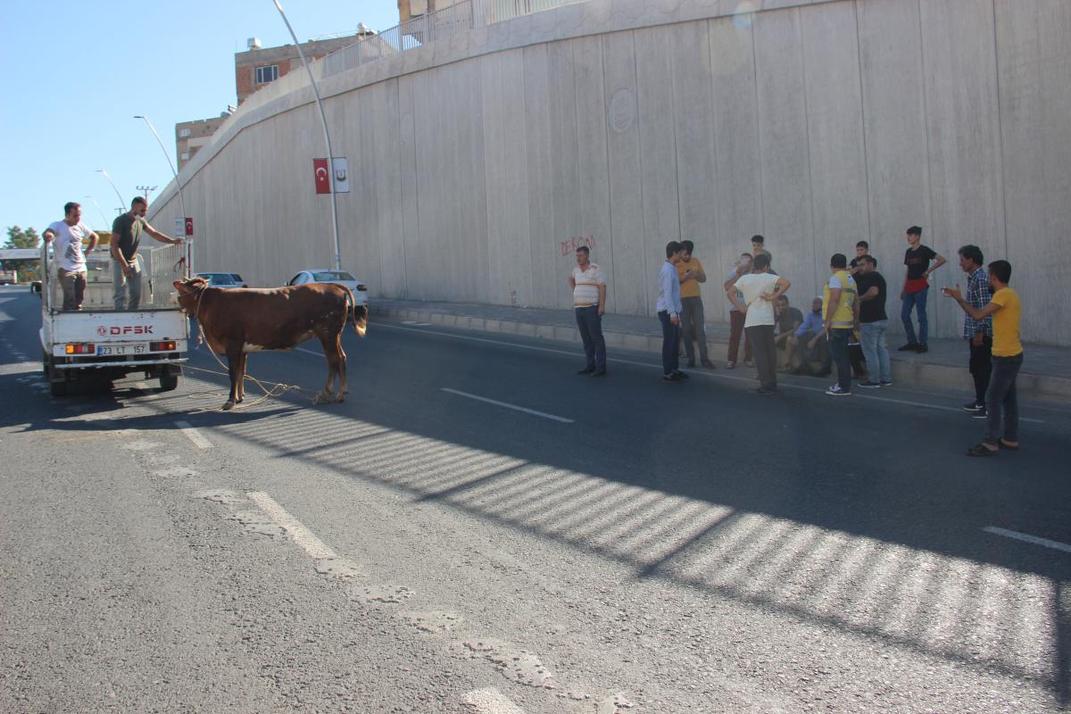 Şanlıurfa’da kaçan boğa, sahibine zor anlar yaşattı