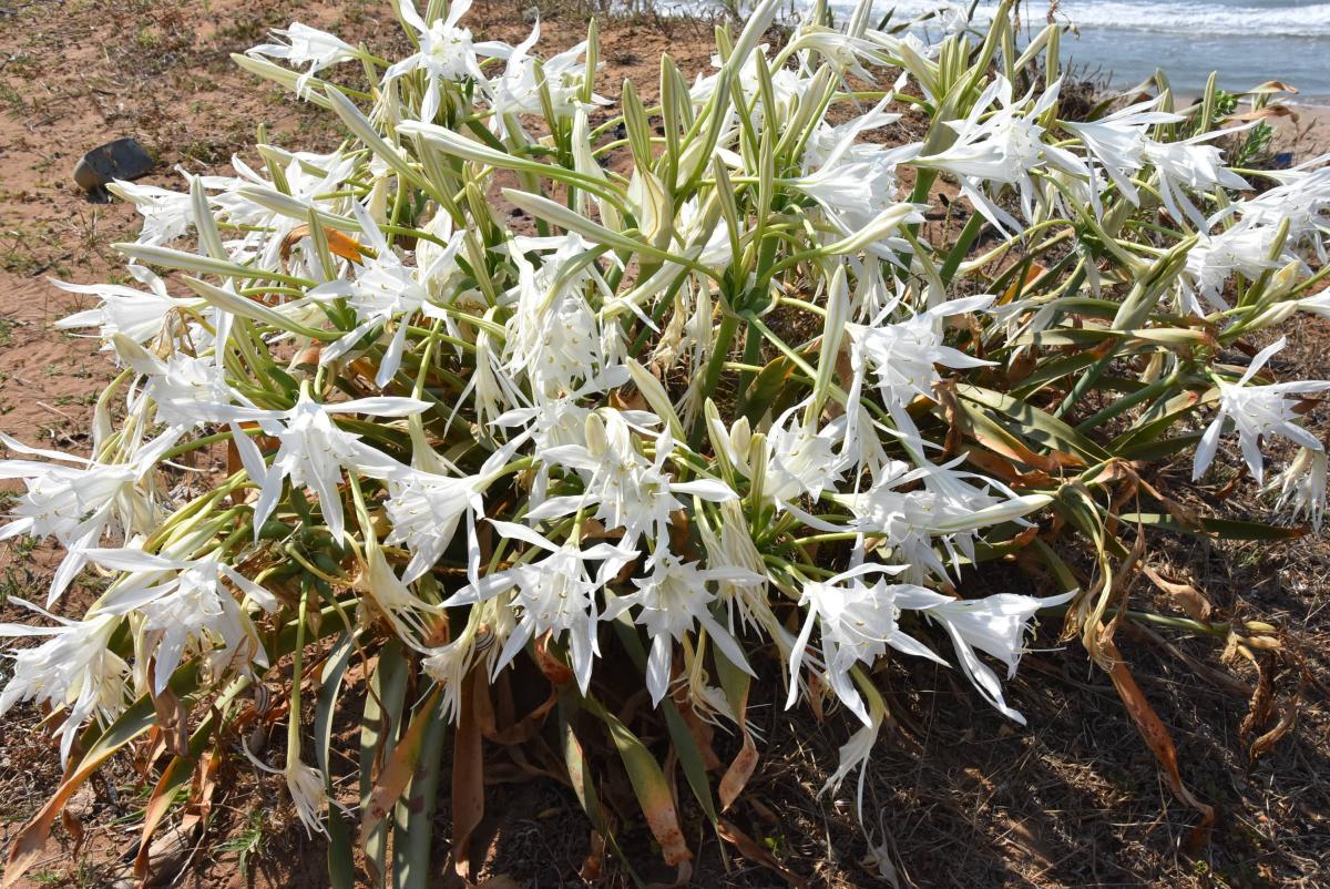 Likya kum zambağını koparana 73 bin lira ceza