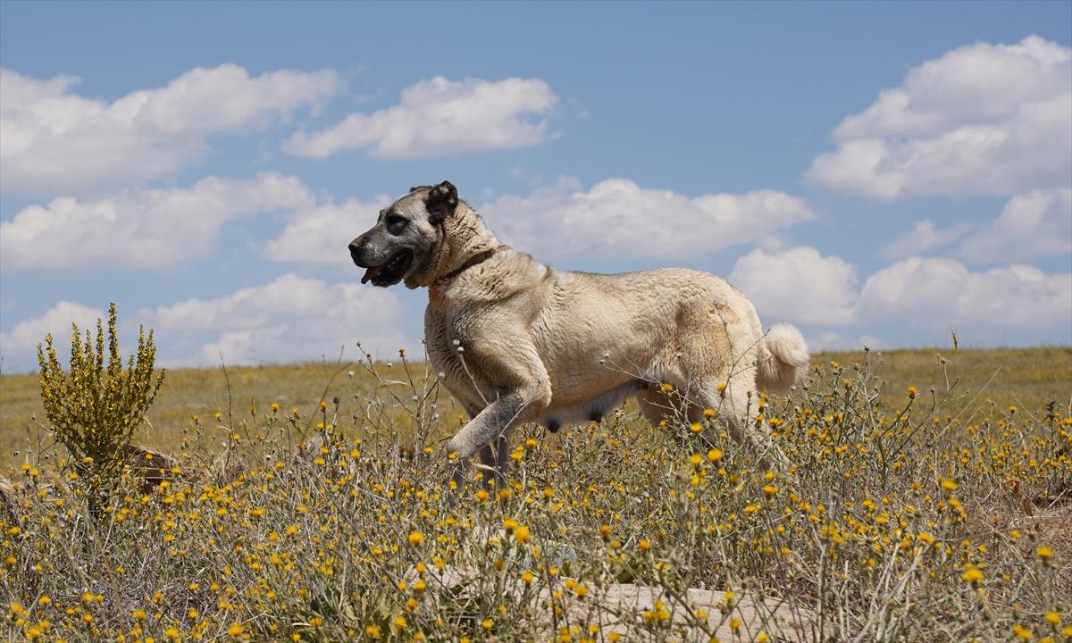 Kangal köpeklerine çipli takip