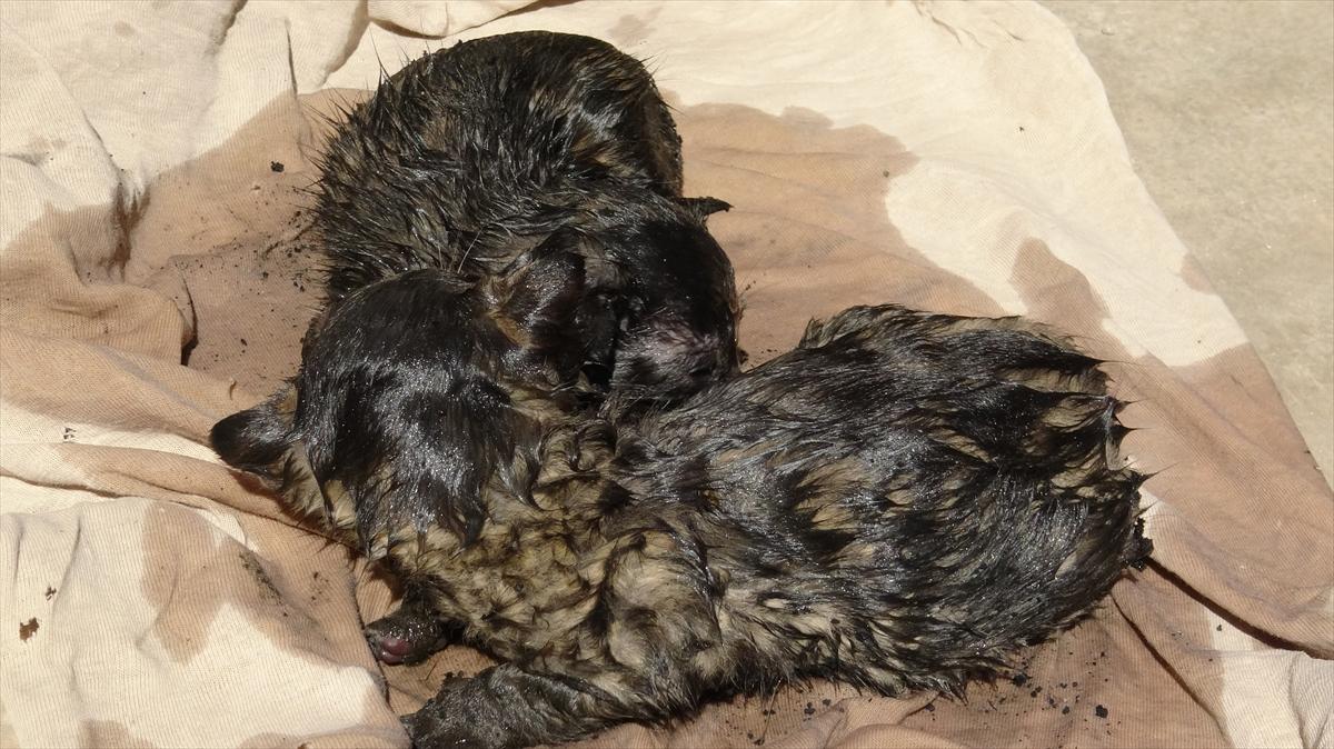 Yangında mahsur kalan kedi yavruları kurtarıldı