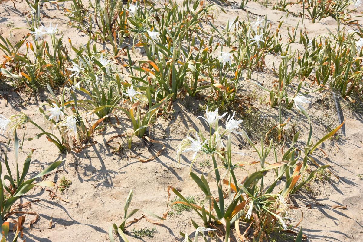 Likya kum zambağını koparana 73 bin lira ceza