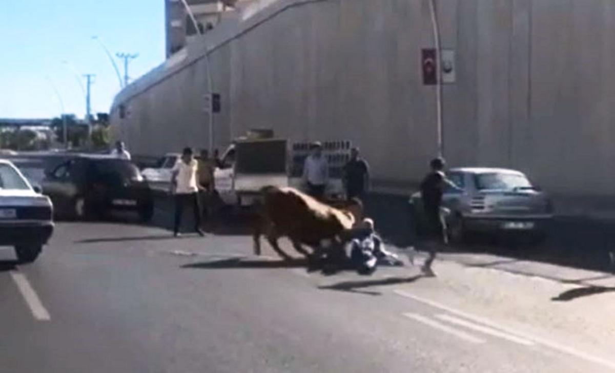 Şanlıurfa’da kaçan boğa, sahibine zor anlar yaşattı