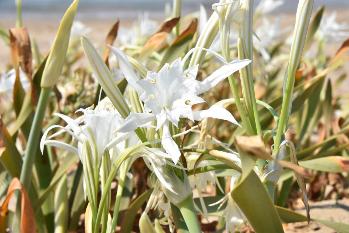 Likya kum zambağını koparana 73 bin lira ceza