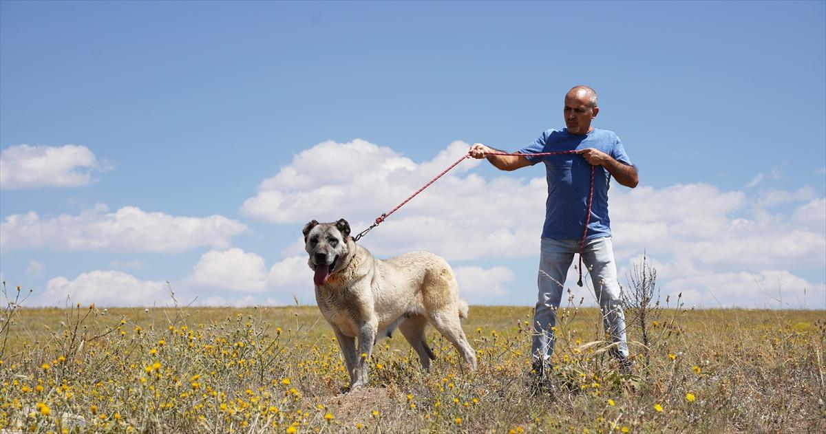 Kangal köpeklerine çipli takip