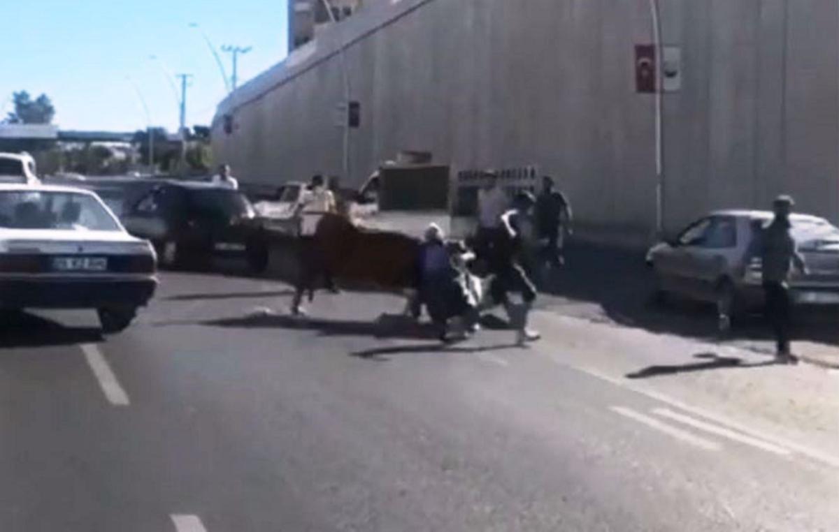 Şanlıurfa’da kaçan boğa, sahibine zor anlar yaşattı