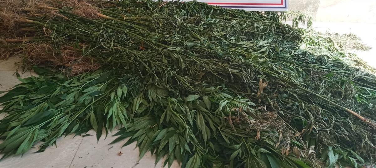 İzmir'de 2 bin 250 kök Hint keneviri ele geçirildi