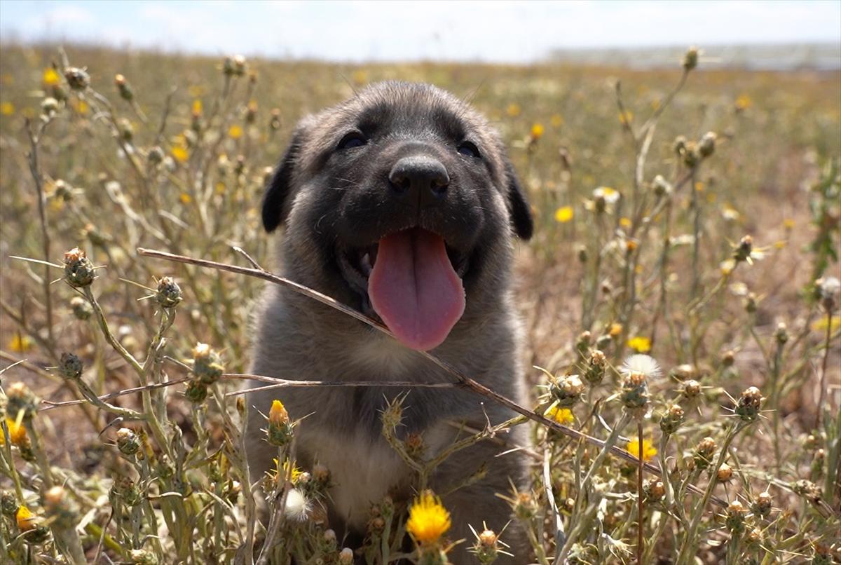 Kangal köpeklerine çipli takip