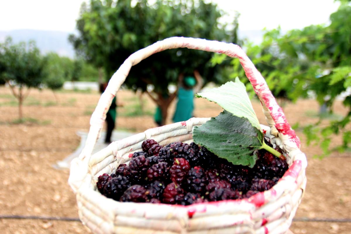 Urmu dut pekmezinin kilosu 300 TL’ye satılıyor