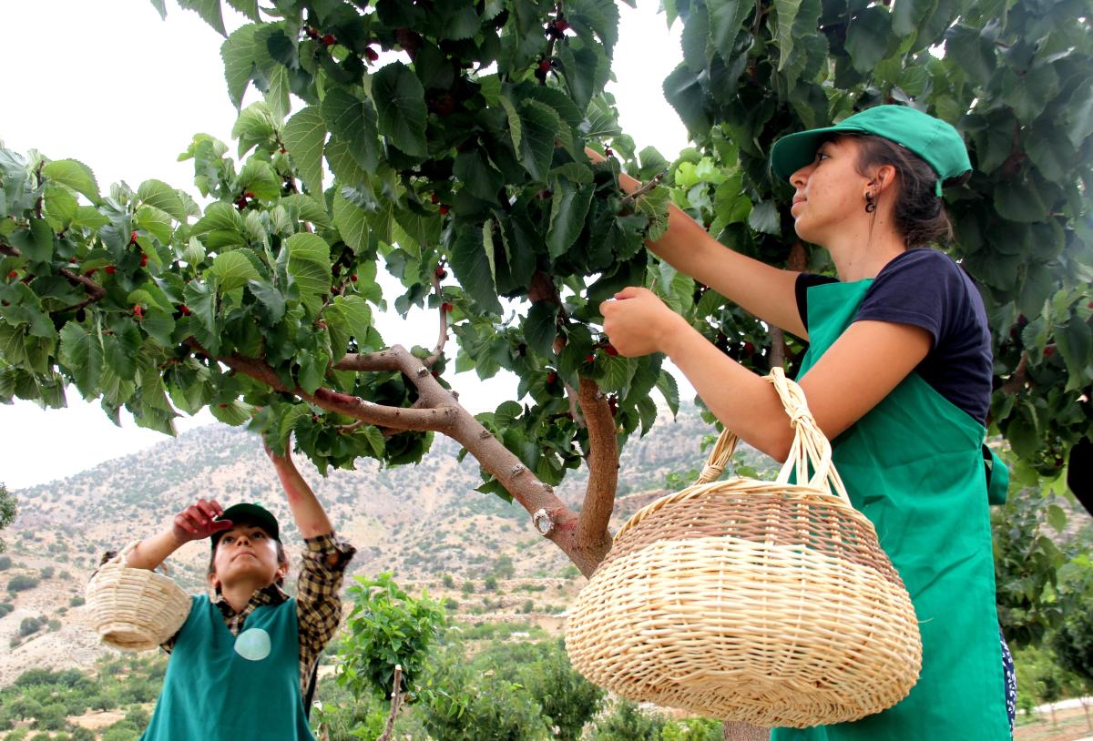 Urmu dut pekmezinin kilosu 300 TL’ye satılıyor