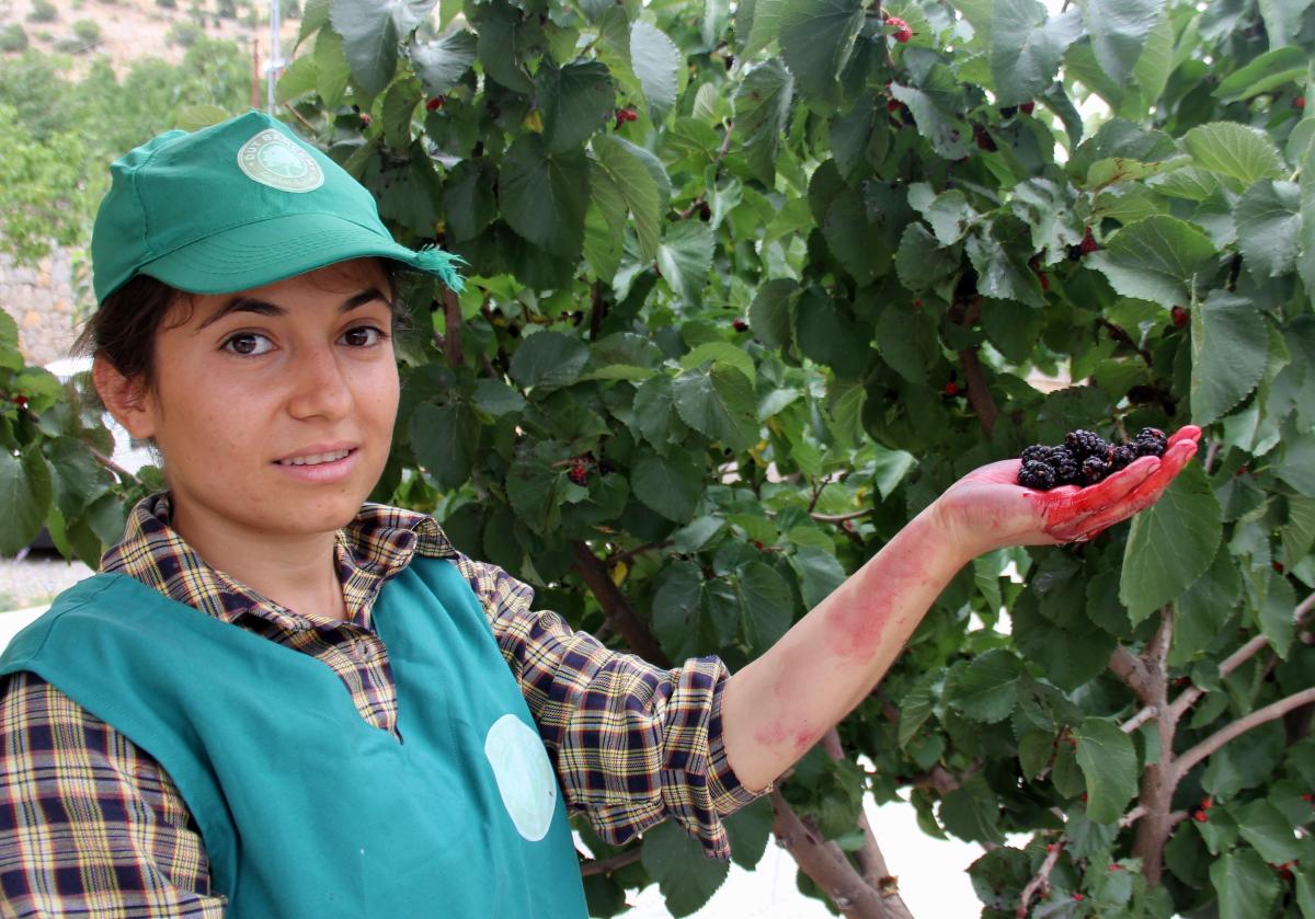 Urmu dut pekmezinin kilosu 300 TL’ye satılıyor