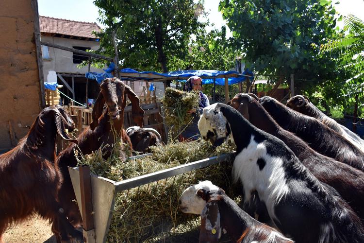 Bilecik'te bir kadın kuaförlüğü bırakıp çiftlik kurdu