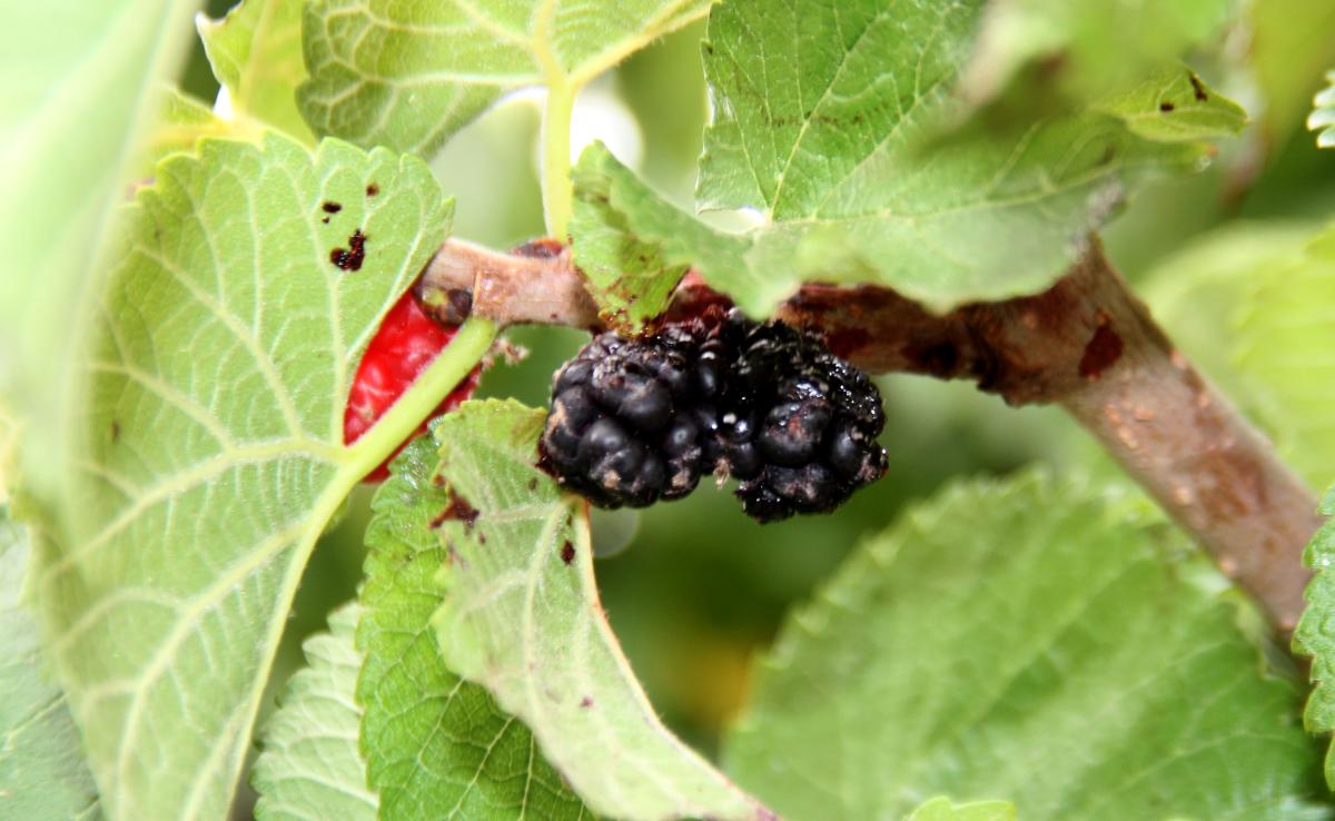 Urmu dut pekmezinin kilosu 300 TL’ye satılıyor