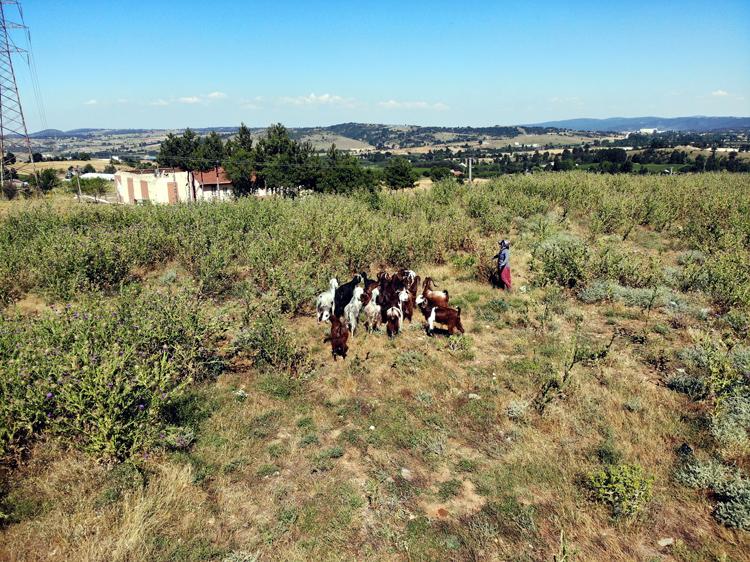 Bilecik'te bir kadın kuaförlüğü bırakıp çiftlik kurdu