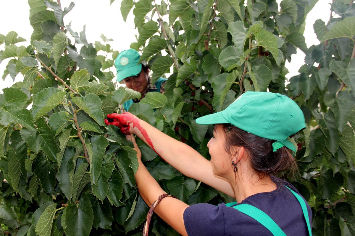 Urmu dut pekmezinin kilosu 300 TL’ye satılıyor