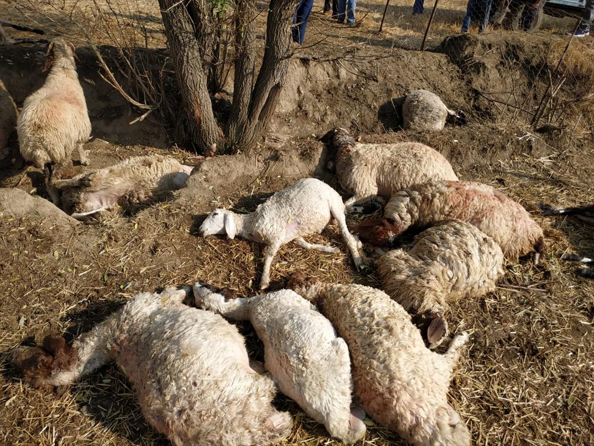 Antalya'da yıldırım düşmesiyle 39 koyun telef oldu