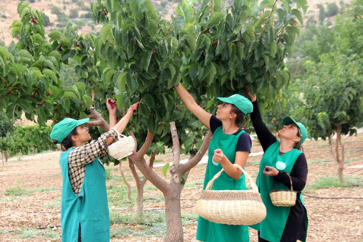 Urmu dut pekmezinin kilosu 300 TL’ye satılıyor