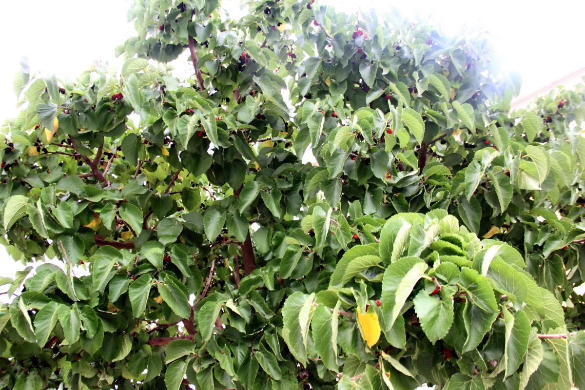 Urmu dut pekmezinin kilosu 300 TL’ye satılıyor