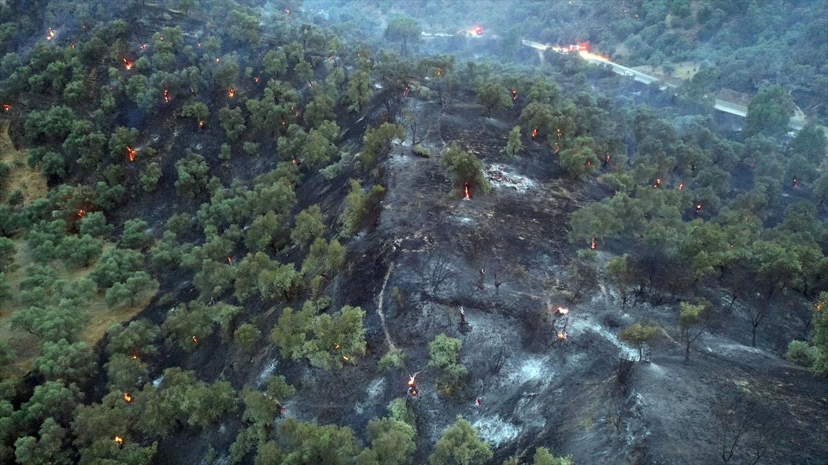 Aydın'da ağaçlık arazide yangın çıktı