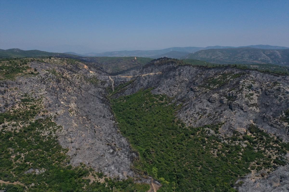 İzmir'deki orman yangınından geriye kalan