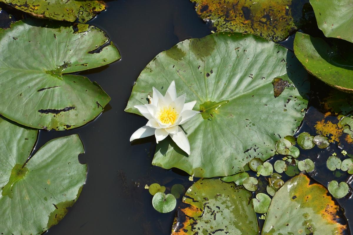 Acarlar Longozu, ziyaretçilerin ilgi odağı oldu