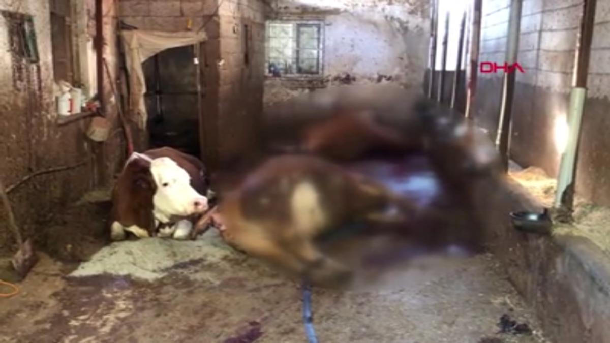 Kahramanmaraş'ta elektrik akımına kapılan 5 büyükbaş öldü