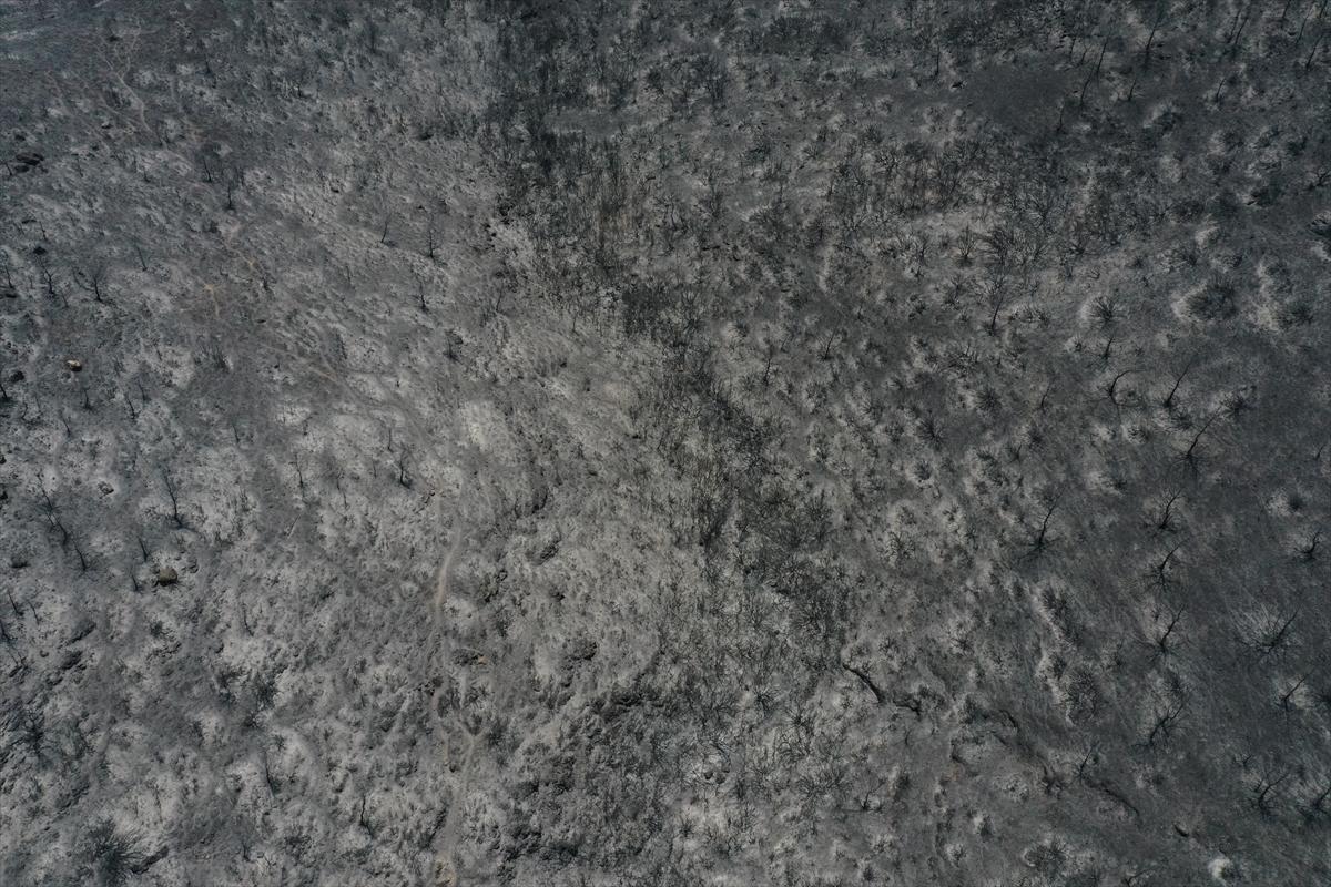 İzmir'deki orman yangınından geriye kalan