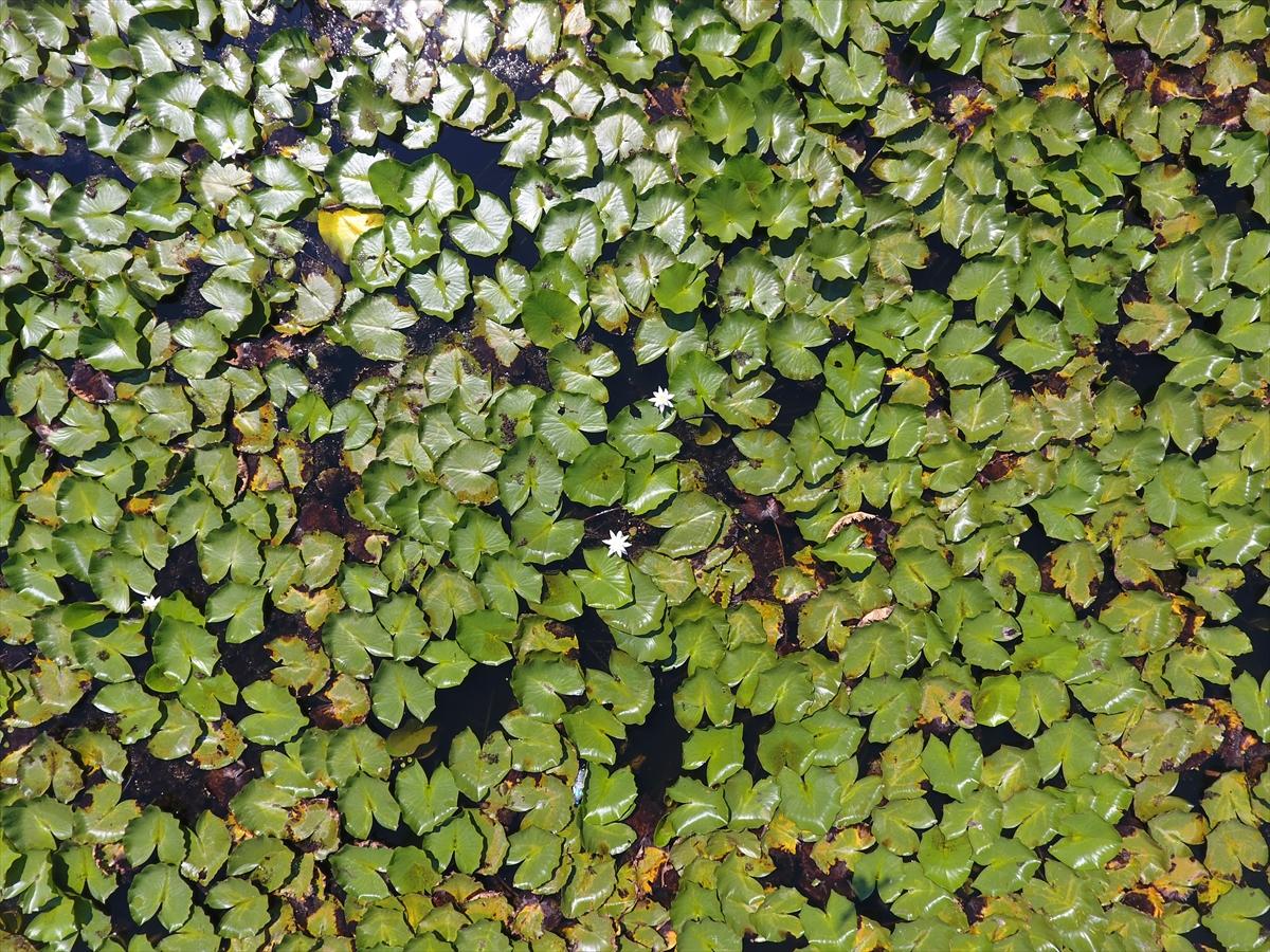 Acarlar Longozu, ziyaretçilerin ilgi odağı oldu