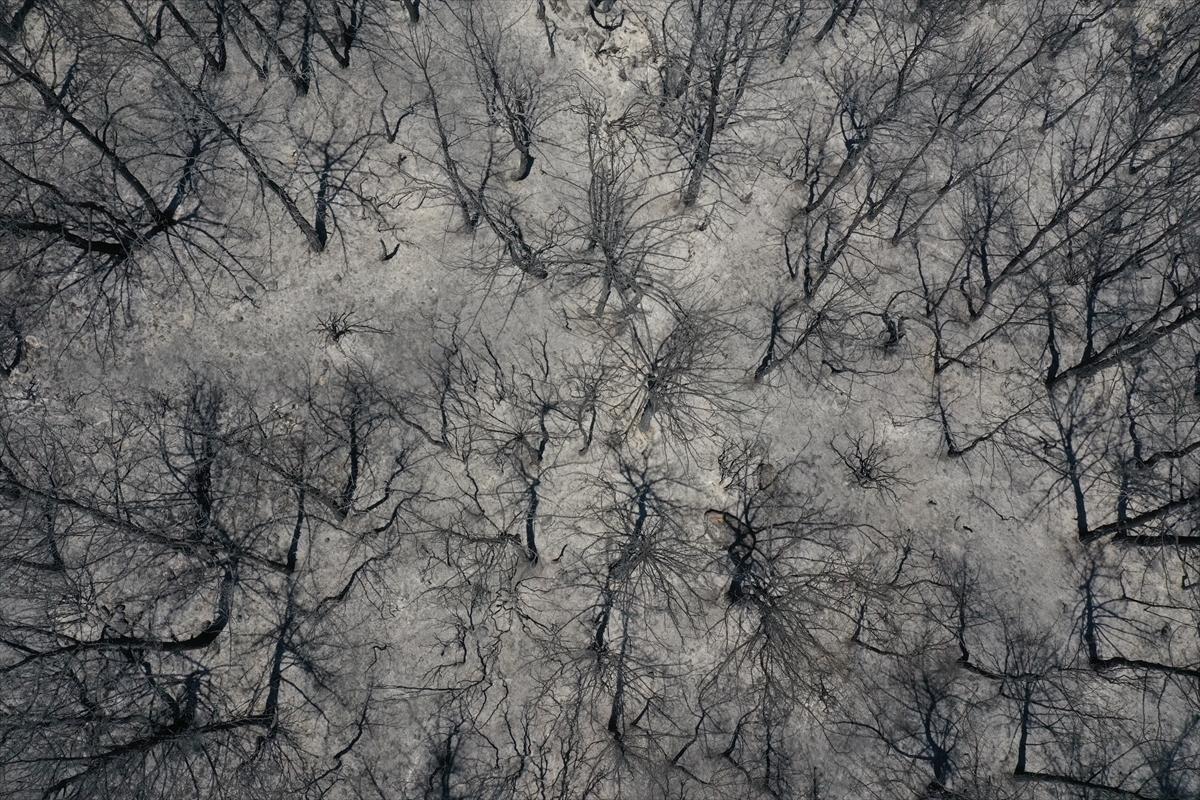 İzmir'deki orman yangınından geriye kalan