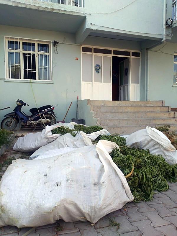 Bergama'da 400 kök Hint keneviri ele geçirildi