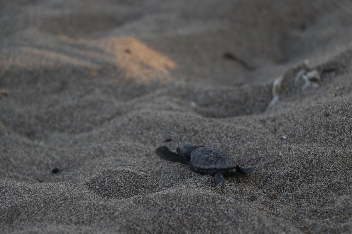 Mersin'de yavru caretta carettalar denizle buluştu
