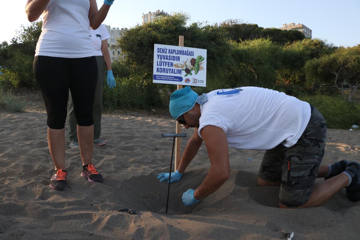 Mersin'de yavru caretta carettalar denizle buluştu
