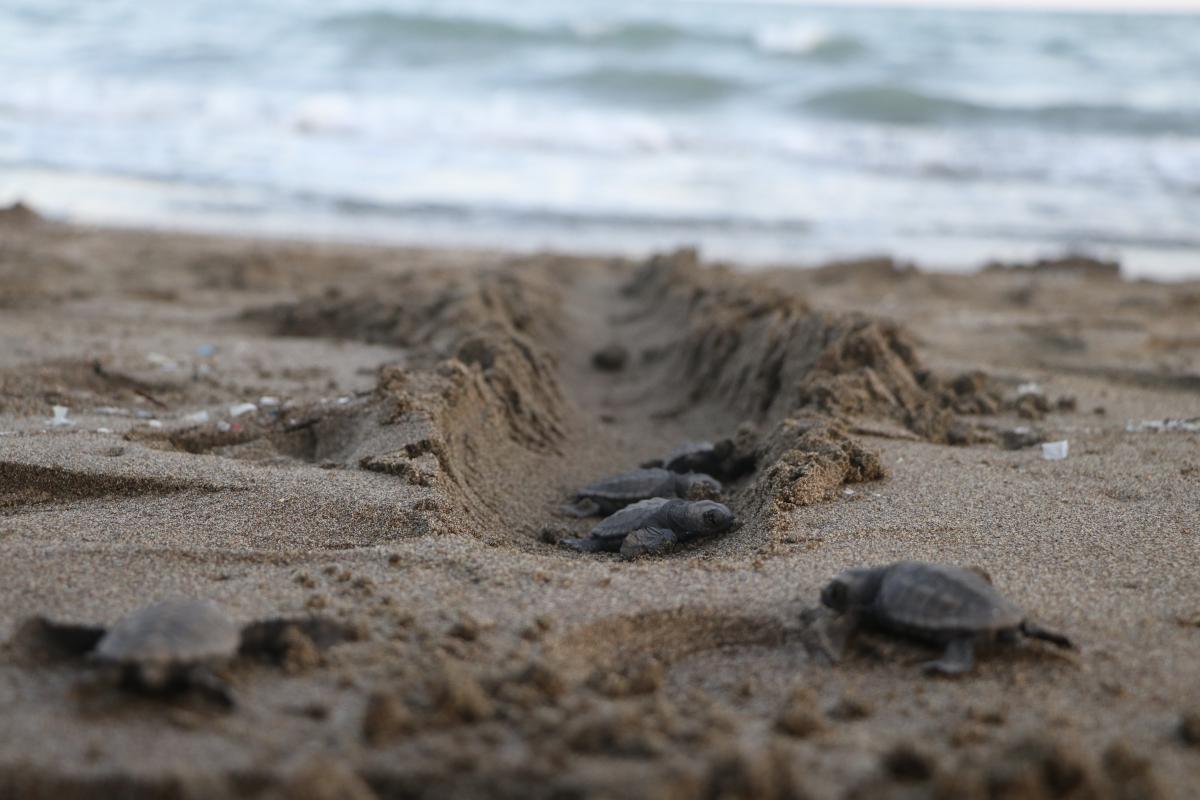 Mersin'de yavru caretta carettalar denizle buluştu