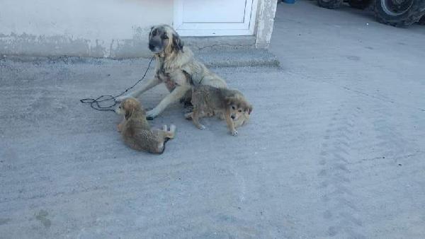 Kocaeli'de köpeğe tecavüz ederken yakalandı