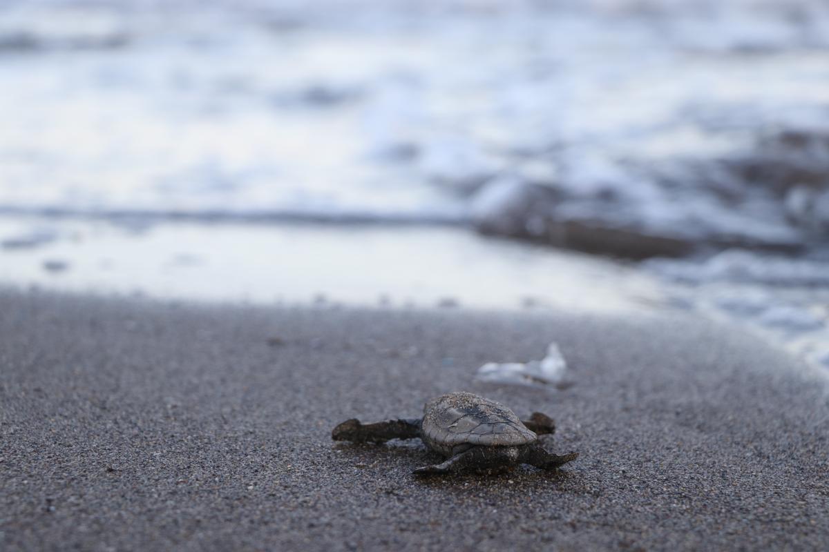 Mersin'de yavru caretta carettalar denizle buluştu
