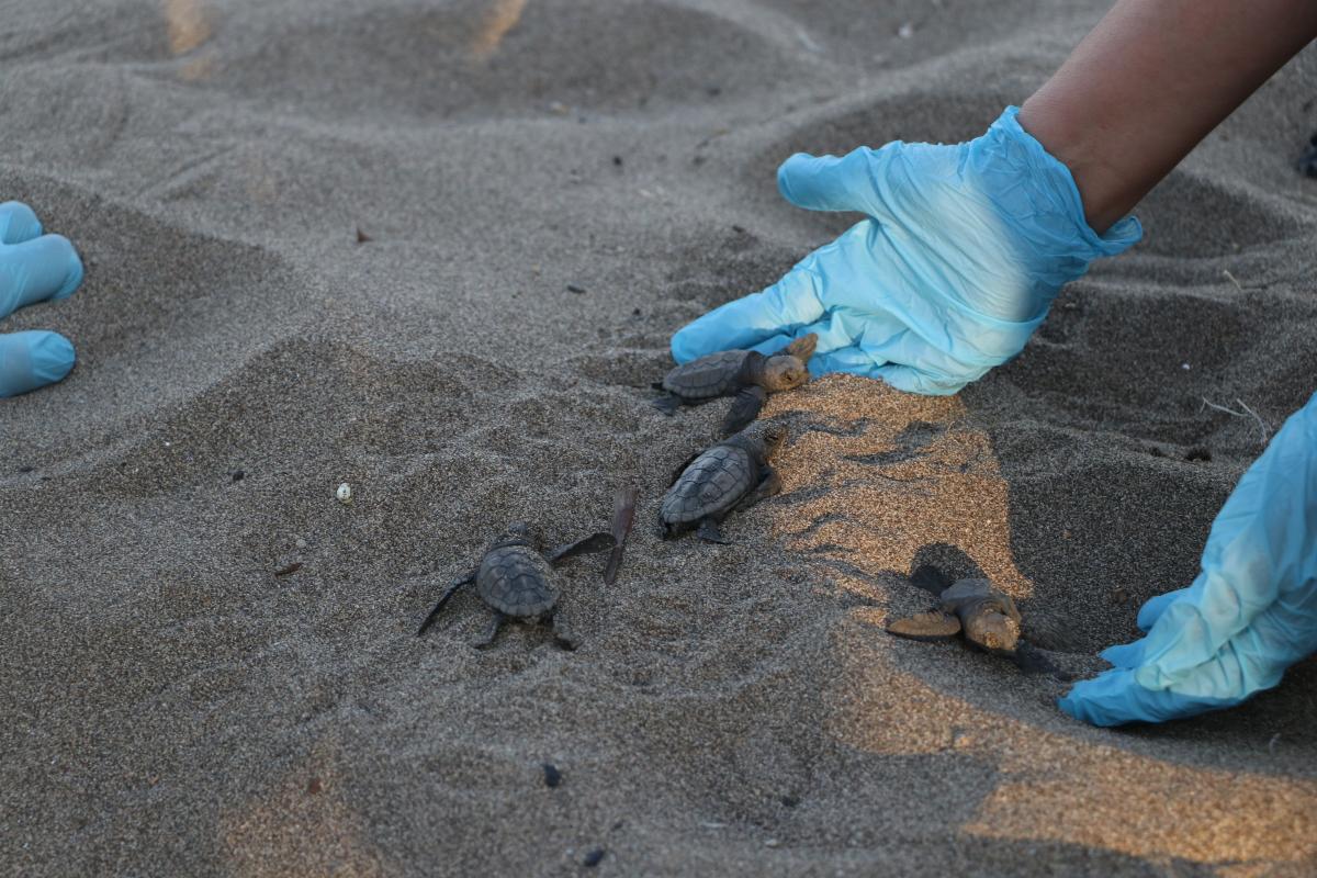 Mersin'de yavru caretta carettalar denizle buluştu