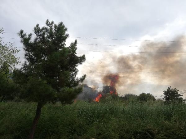 Büyükçekmece'de ağaçlık alanda yangın çıktı