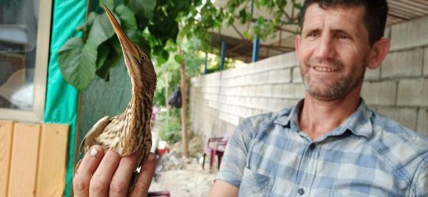 Bursa'da balaban kuşu, koruma altına alındı