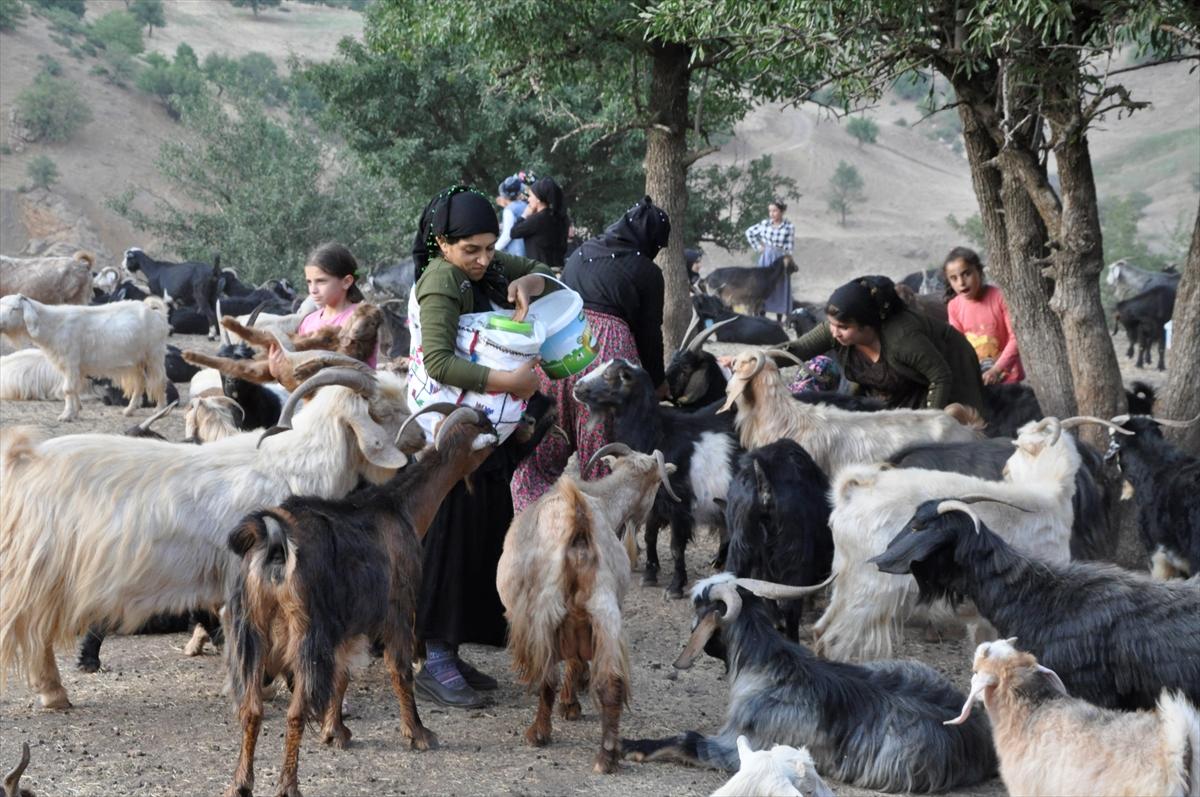 Hakkari'de süt sağmak için kilometrelerce yol yürüyorlar