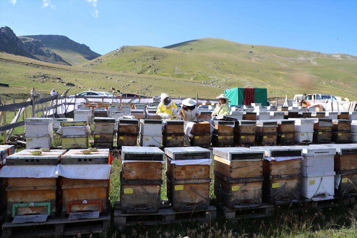 Anzer balında 2 ton rekolte bekleniyor