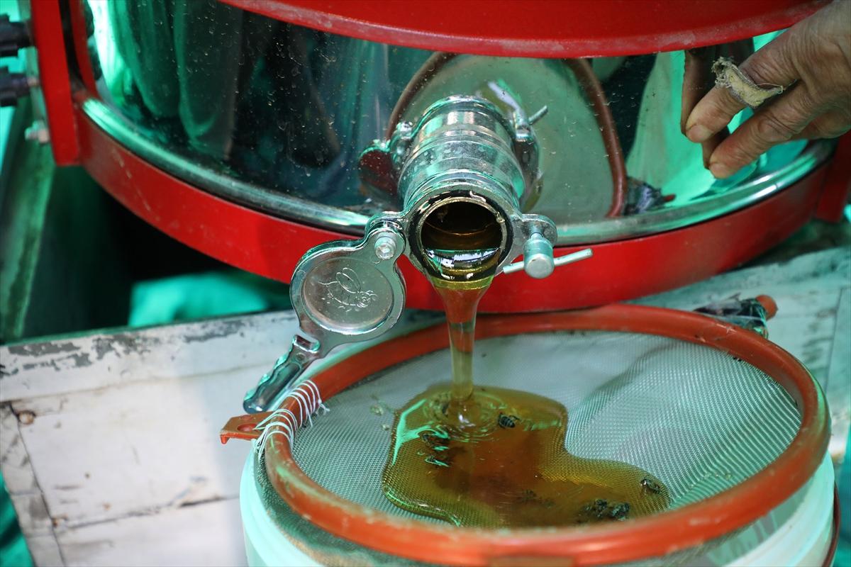 Anzer balında 2 ton rekolte bekleniyor